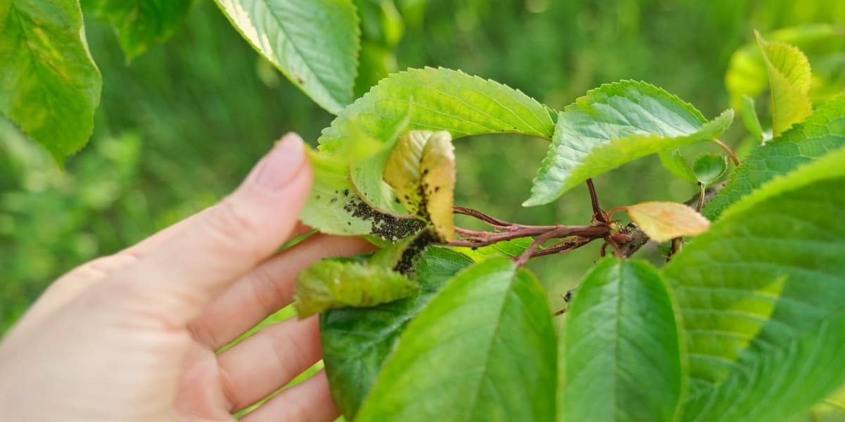 ¿Qué es el pulgón de las plantas y cómo combatirlo?