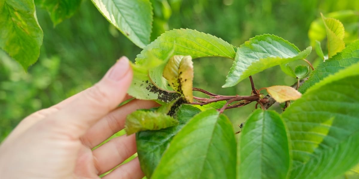 ¿Qué es el pulgón de las plantas y cómo combatirlo?