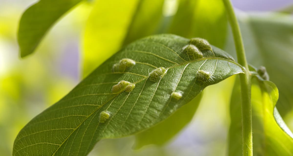 Bacterias en las raíces de las plantas