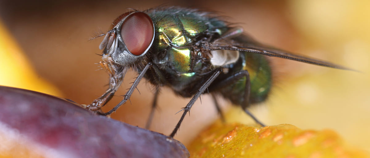 Cómo evitar que las moscas pican tu fruta