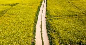 Agricultura ecológica: 