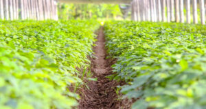 Estrés hídrico en plantas, todo lo que tienes que saber
