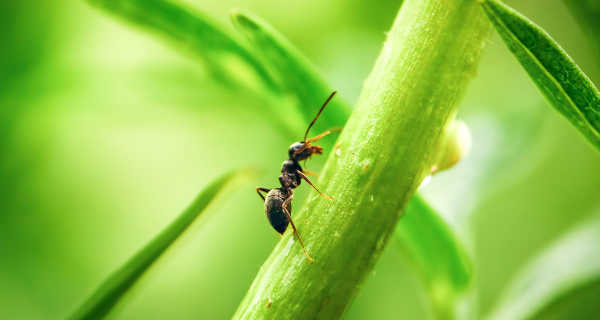 Cómo combatir plagas de hormigas en los cultivos