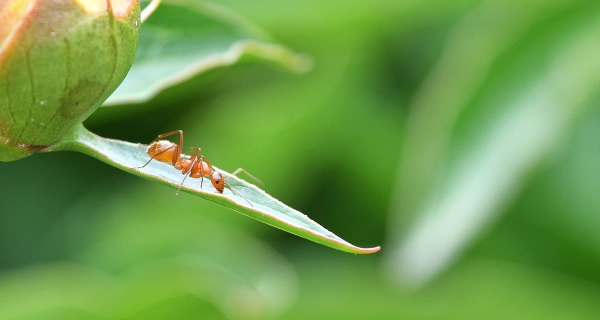 Cómo combatir plagas de hormigas en los cultivos
