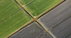 calcio para las plantas