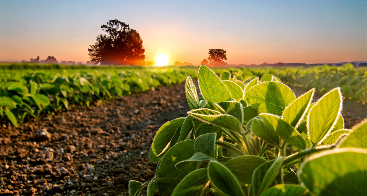 calcio para las plantas cultivos