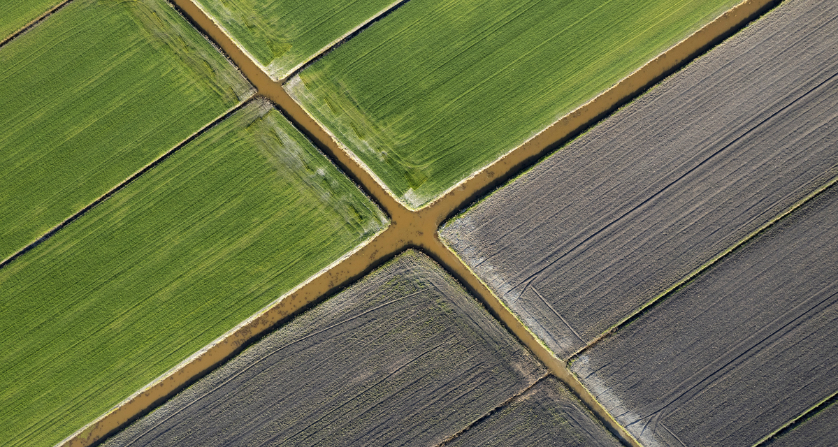 calcio para las plantas