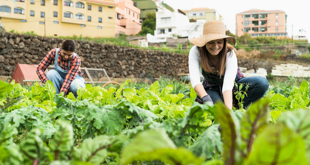 silicio en la agricultura