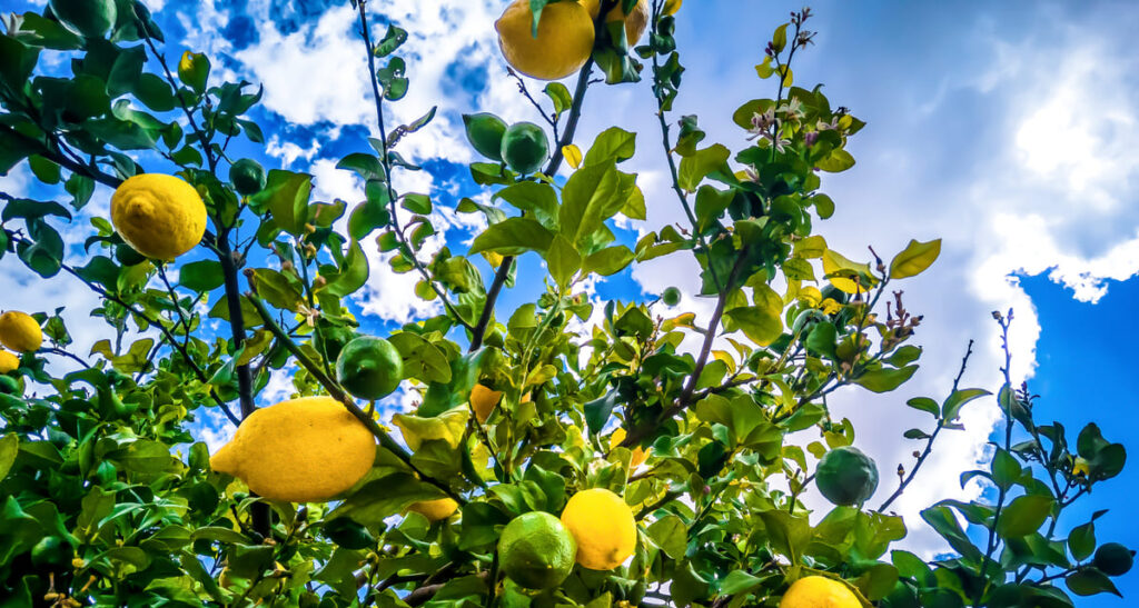 enfermedades del limonero
