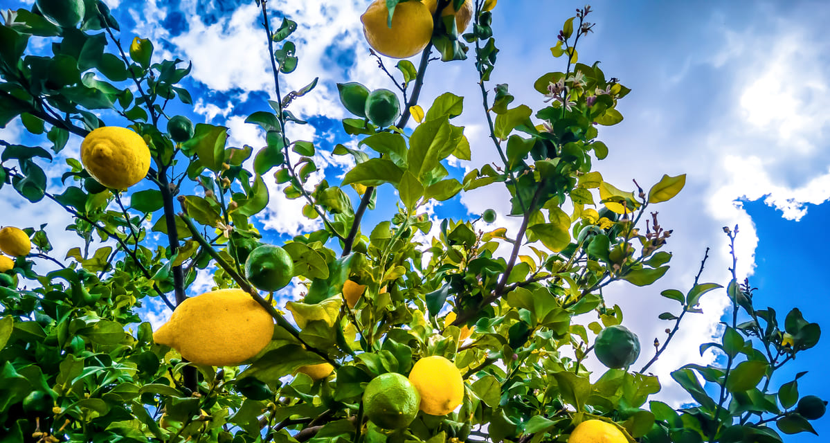 enfermedades del limonero