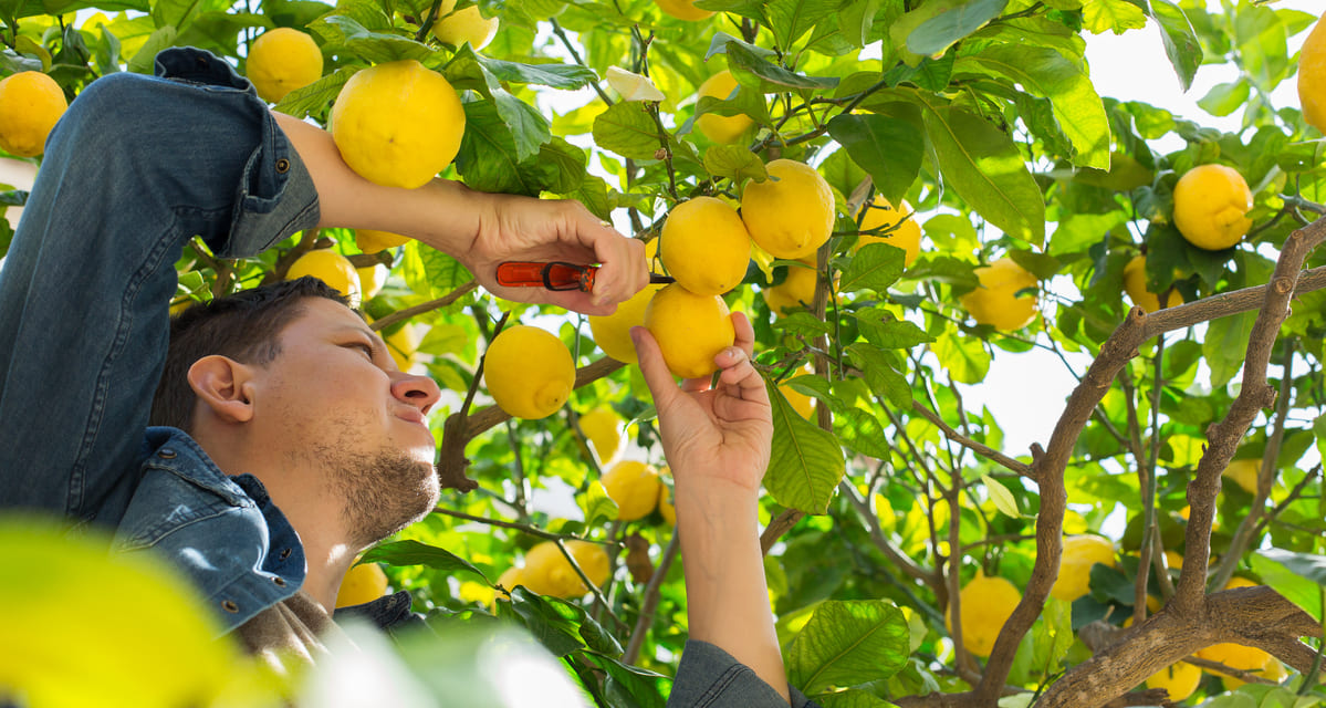 plagas y enfermedades del limonero