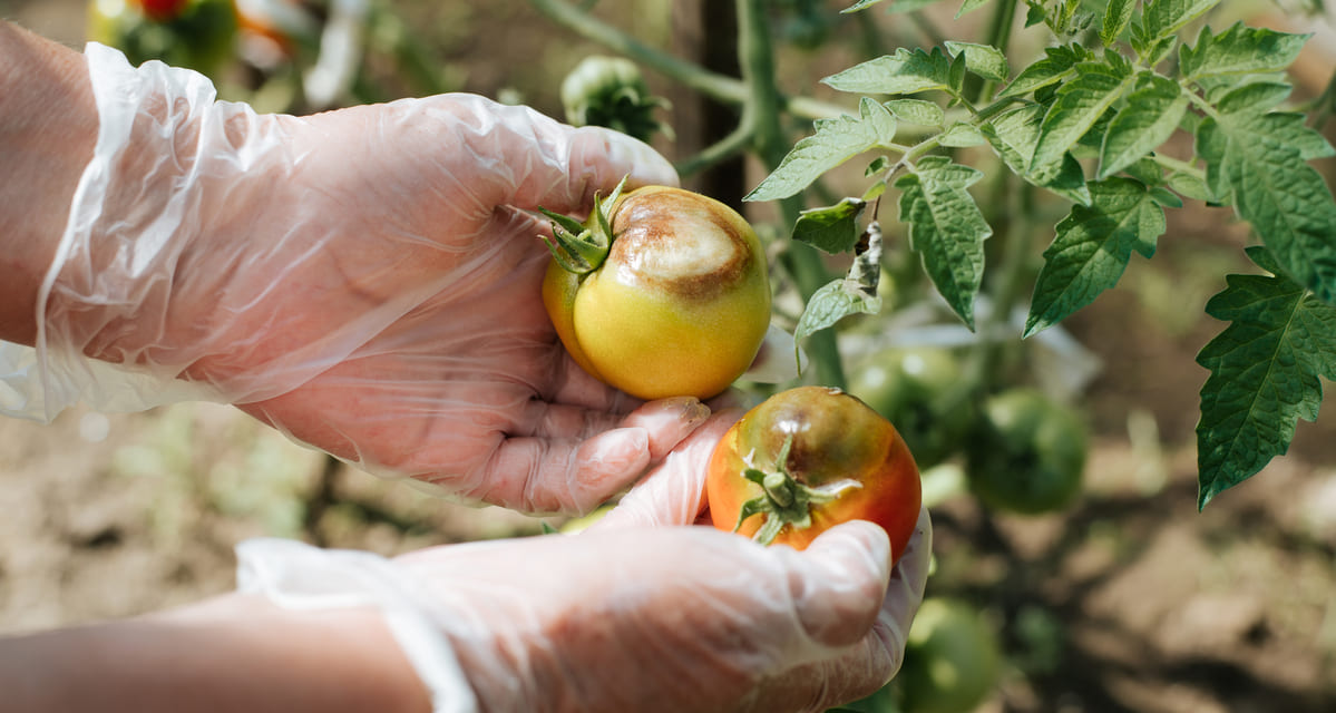 enfermedades del tomate