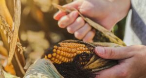 plagas y enfermedades del maiz