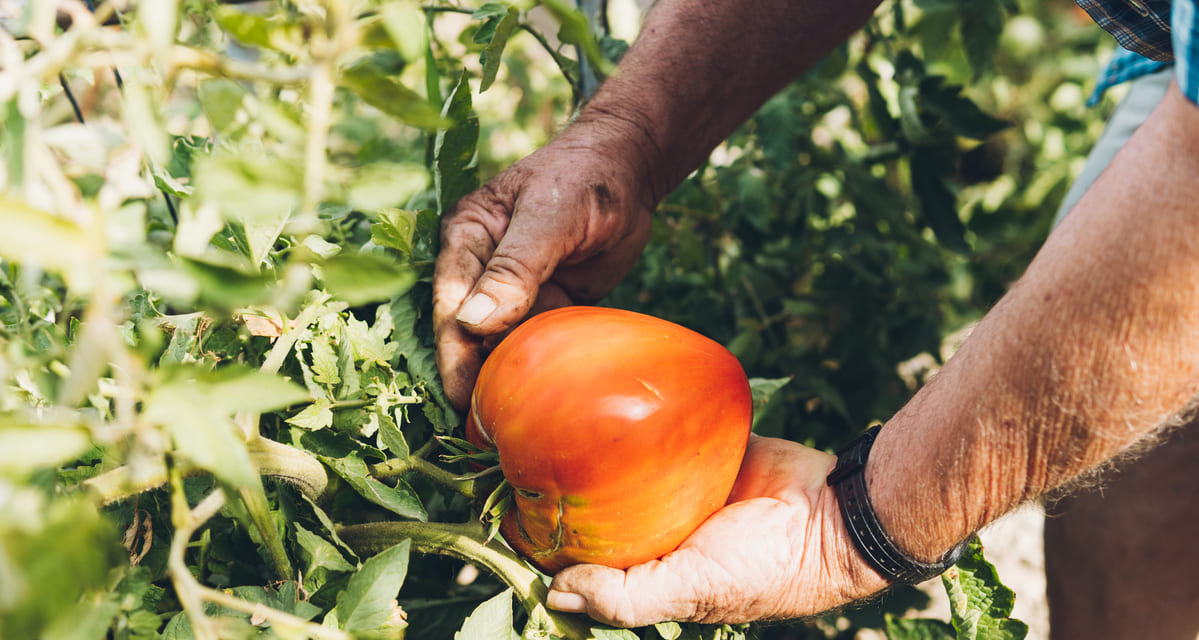 como plantar tomates