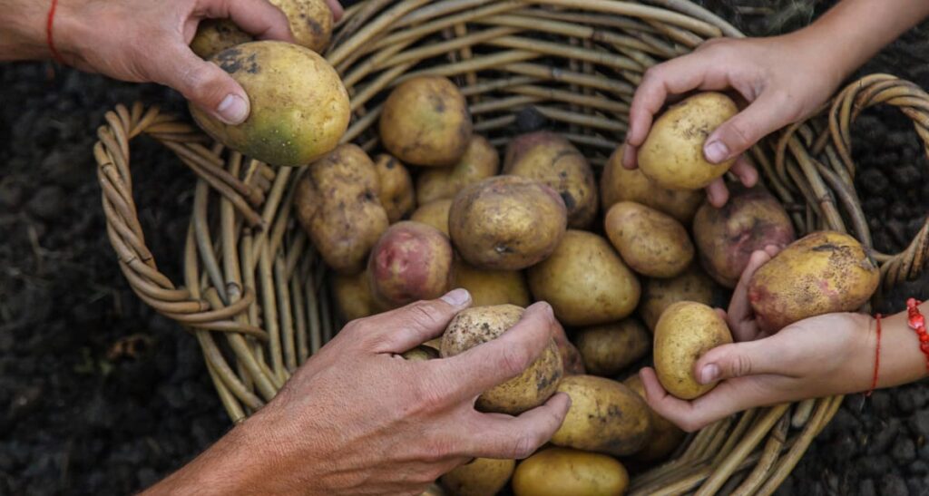 enfermedades de la patata