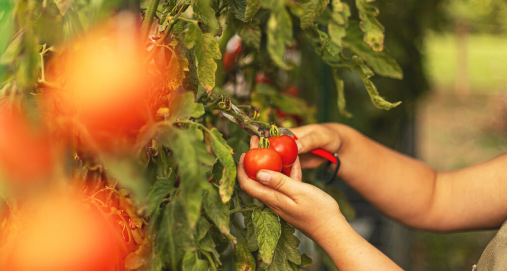 plantar tomates