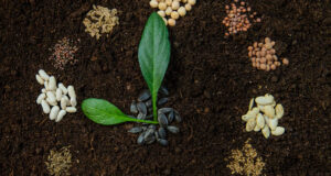 exceso de aminoacidos en las plantas que hacer