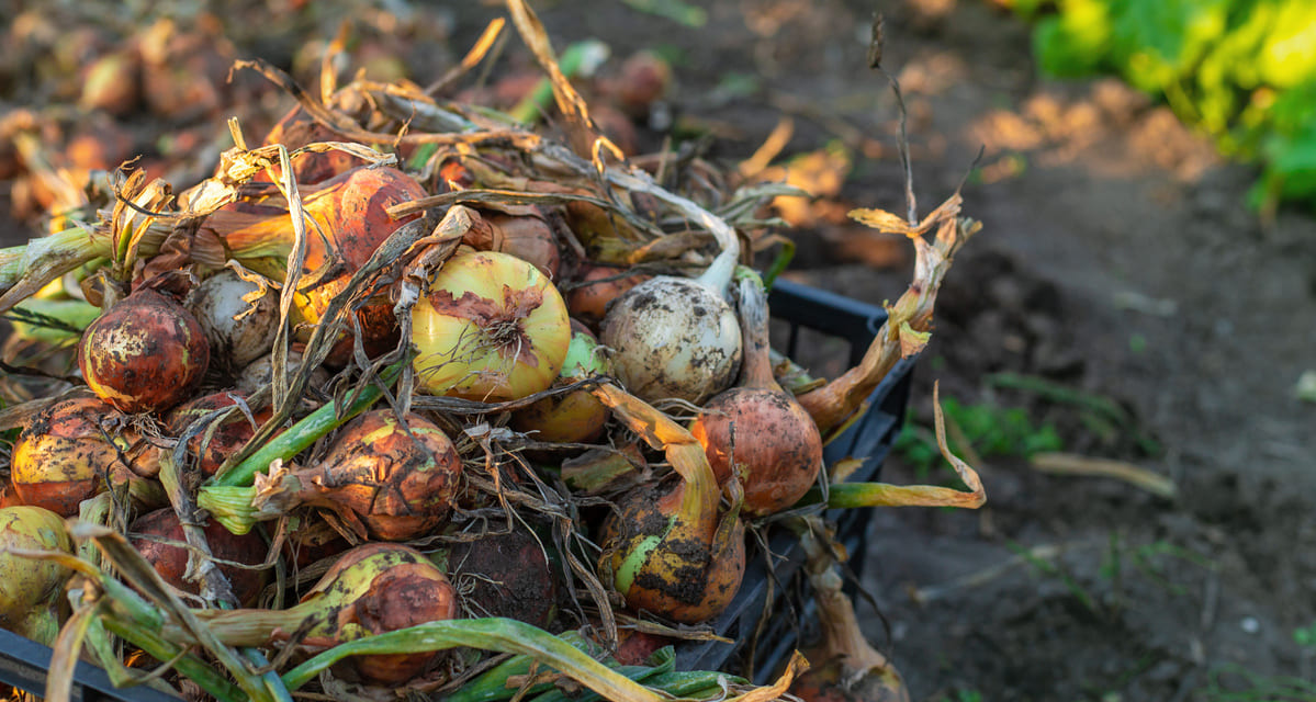 enfermedades cebolla