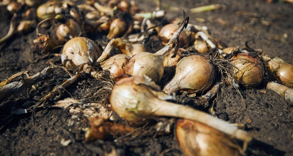 enfermedades de la cebolla