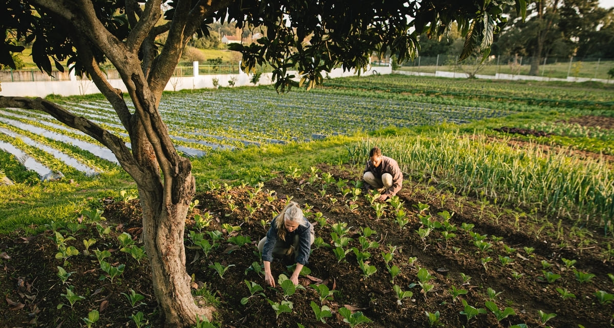 micronutrientes plantas