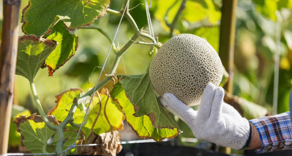 enfermedades del melon