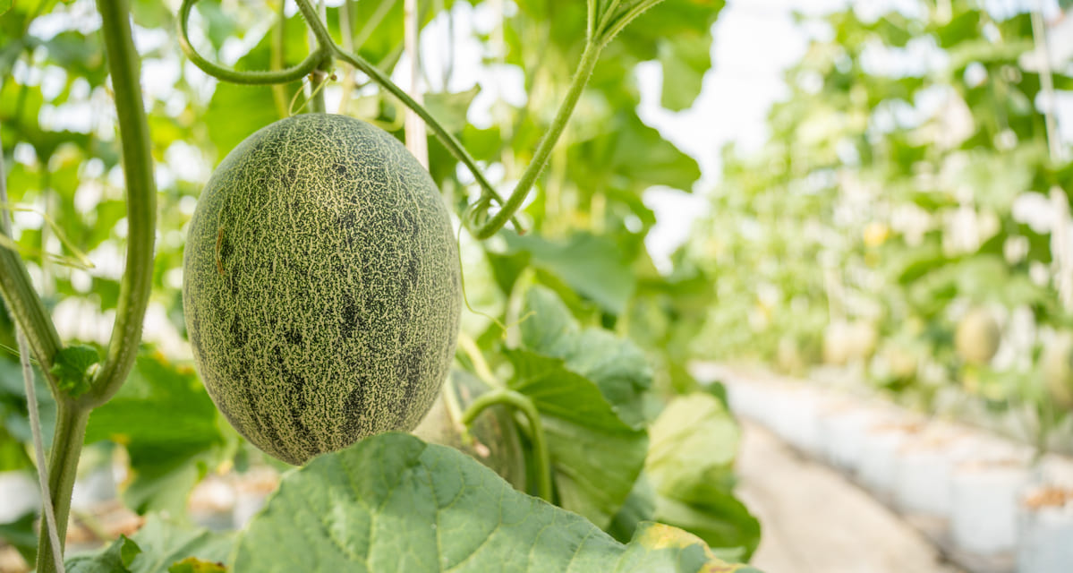 enfermedades del melon y la sandia